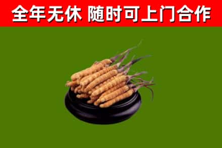 罗定回收冬虫夏草