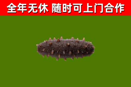 罗定回收海参干